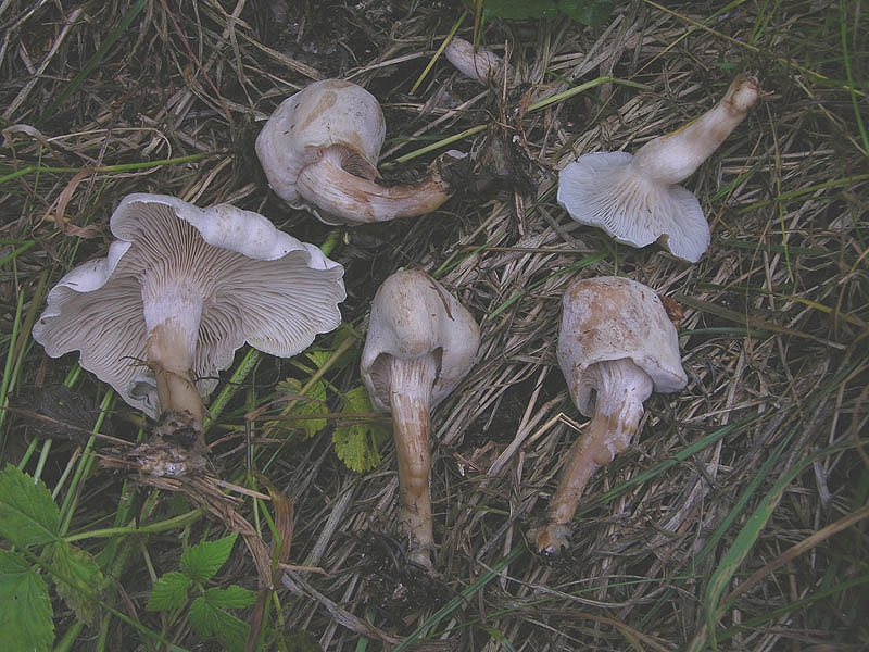 Clitocybe odora var.alba ..... in Abruzzo